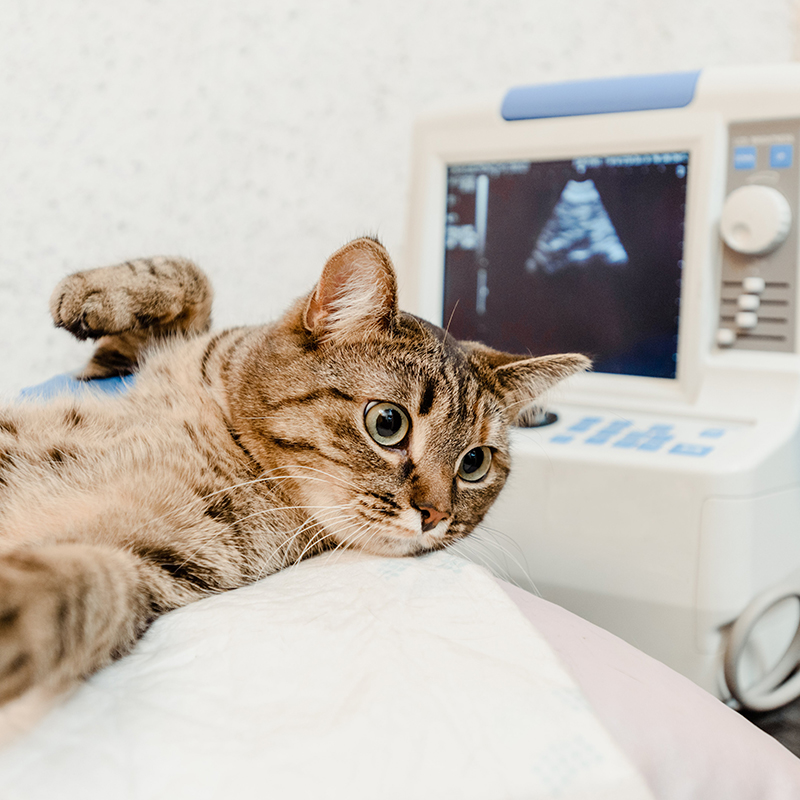 a cat lying on a bed with an ultrasound machine
