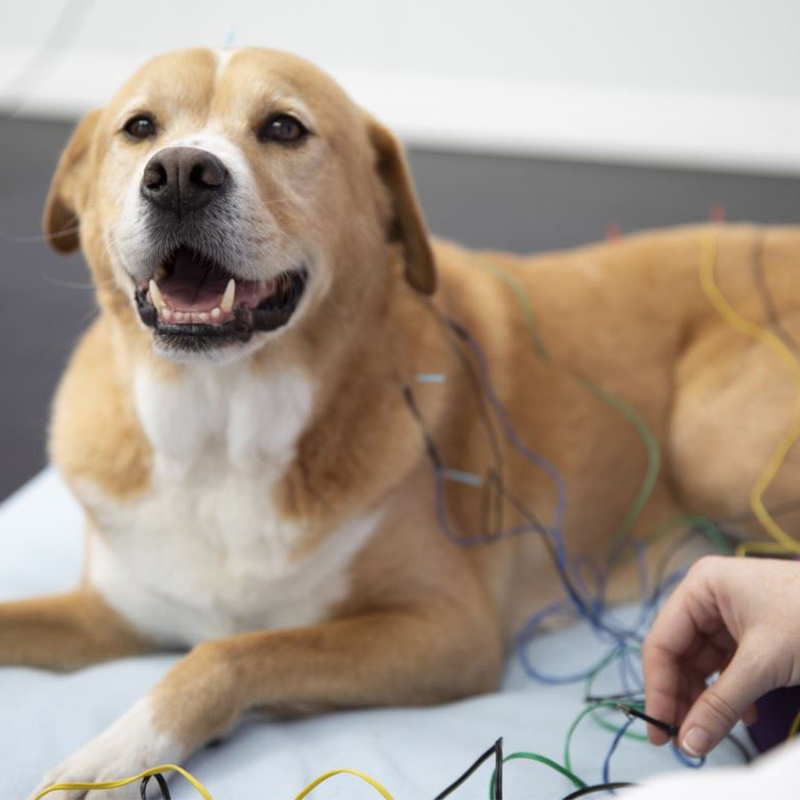 a dog lying on a bed with wires around it