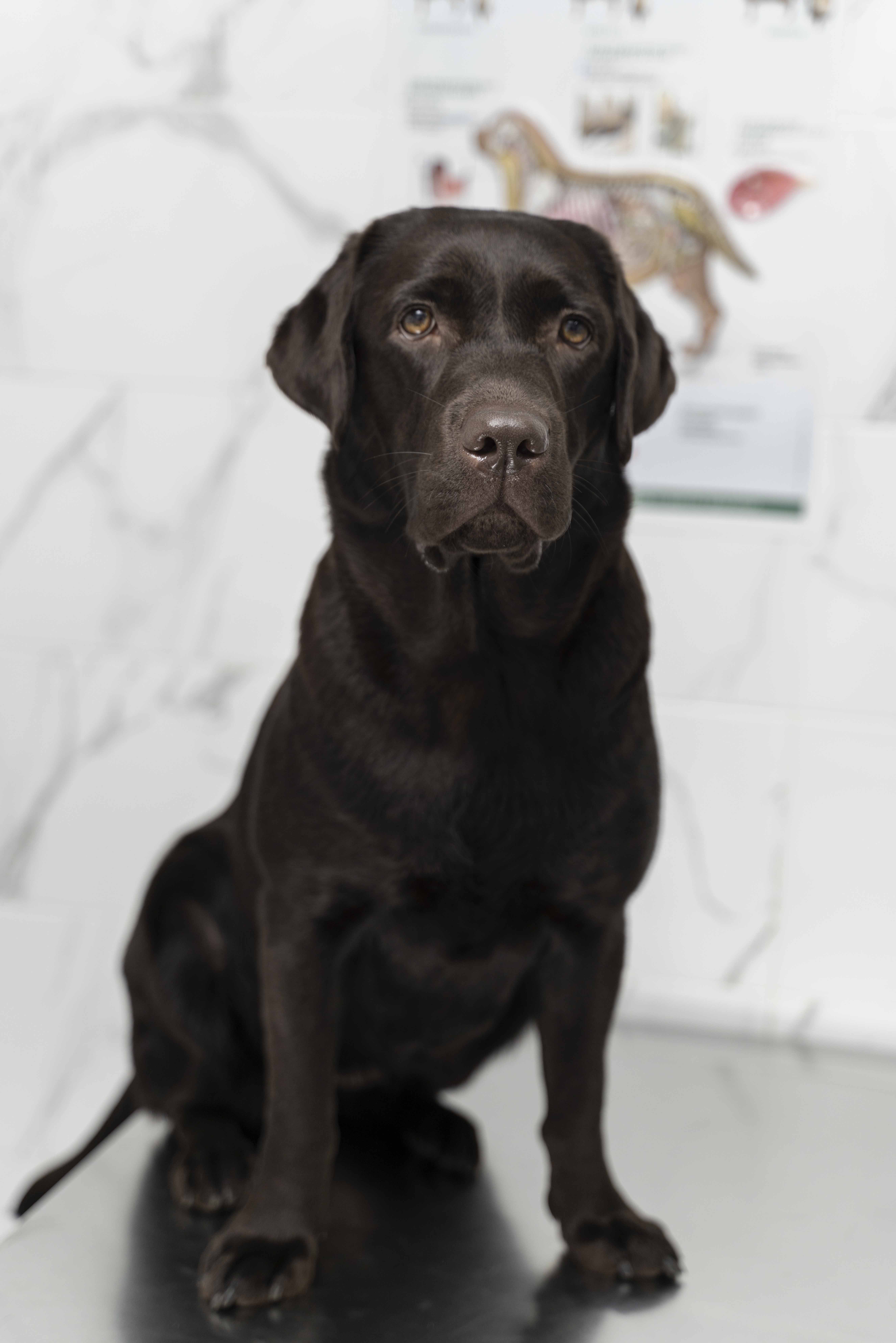 a black dog sitting on a white surface