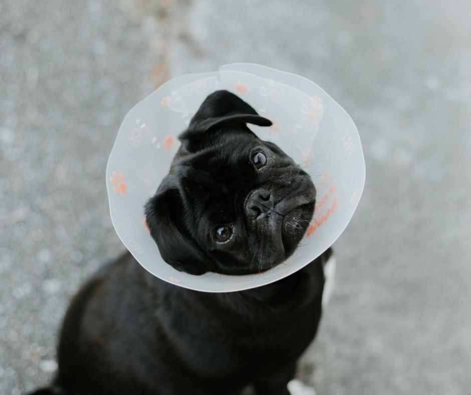 a black dog with a cone around its neck