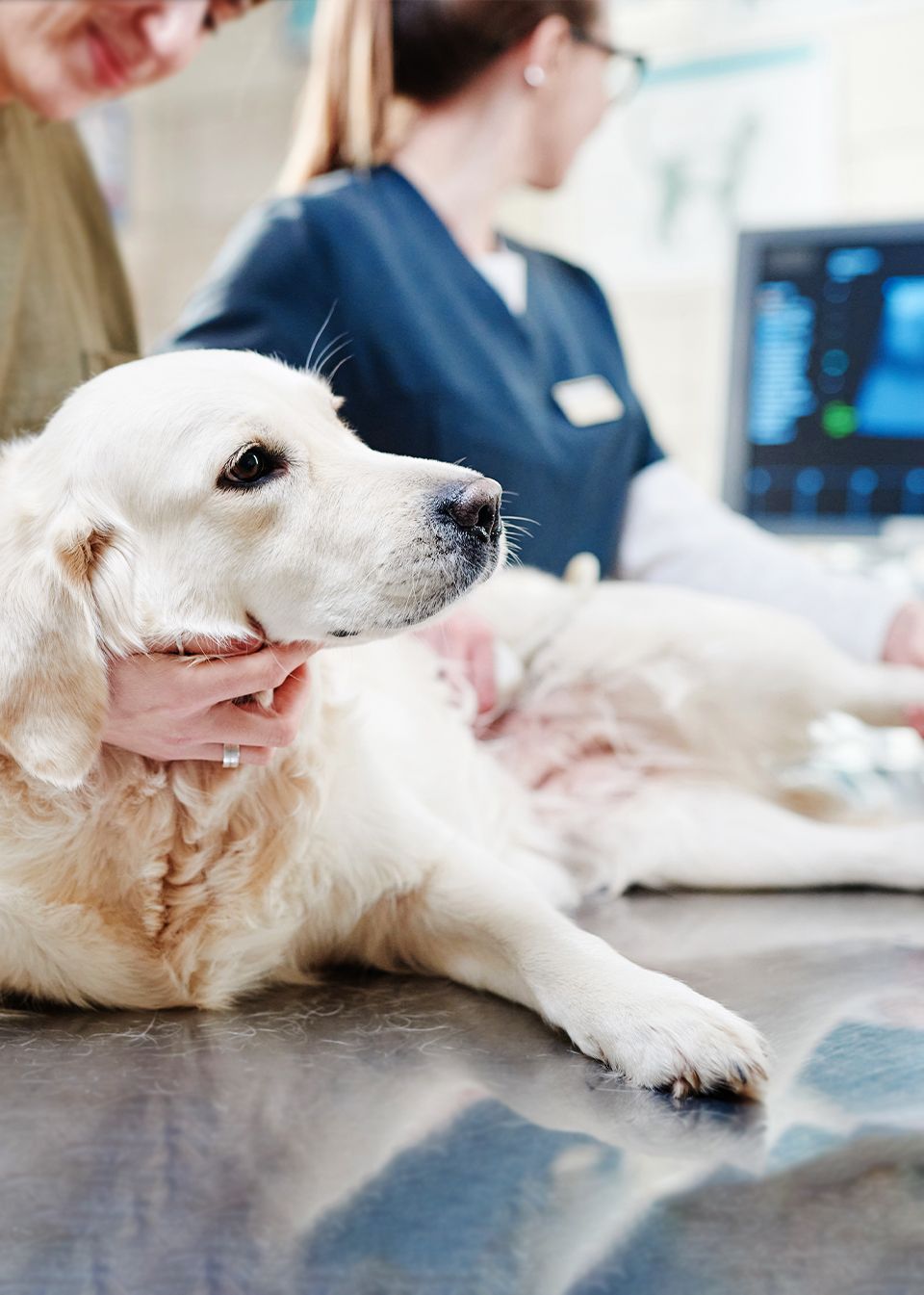 vet-performing-ultrasound-on-golden-retriever-dog