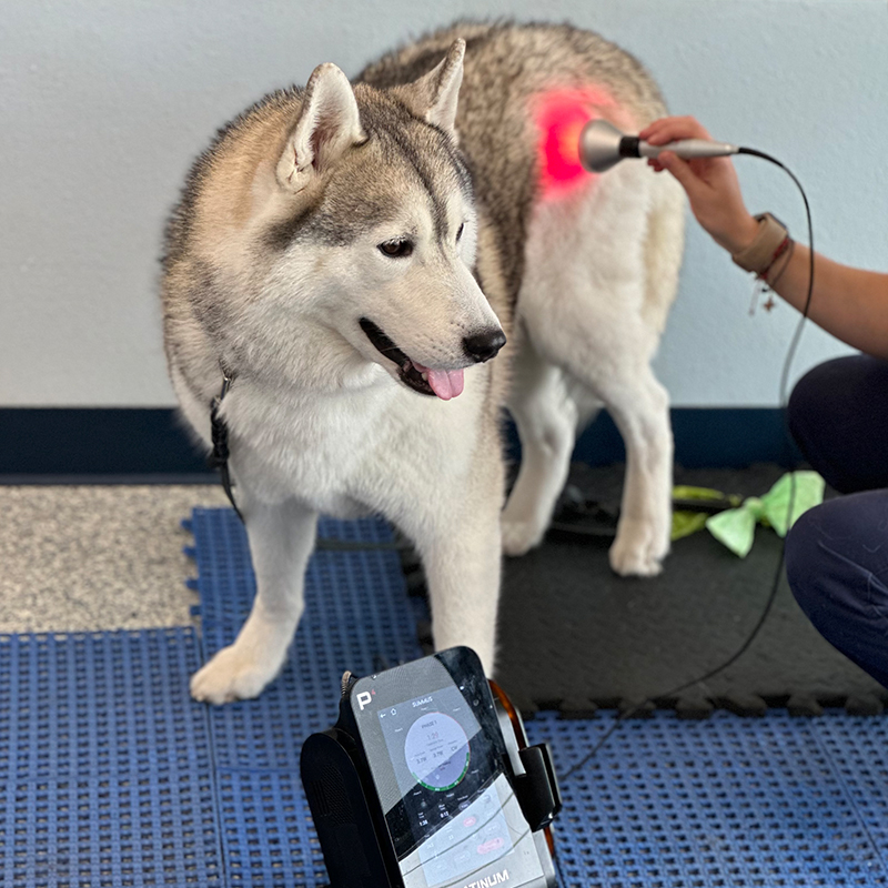 veterinarian checking with laser therapy machine